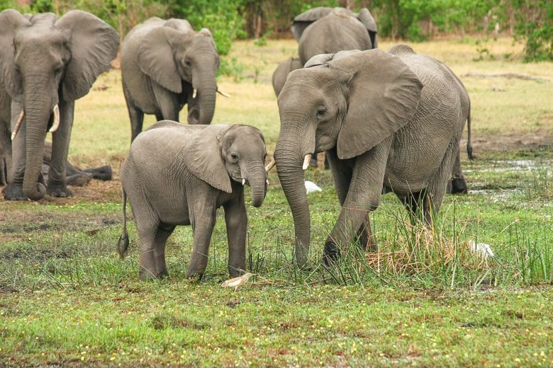 Role of Elephants in Ecosystem 